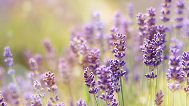 TikTok’s Tips For Successfully Germinating Lavender Seeds