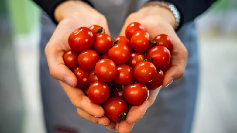 TikTok’s Trellis-Weaving Technique That Will Do Wonders For Your Tomato Plants