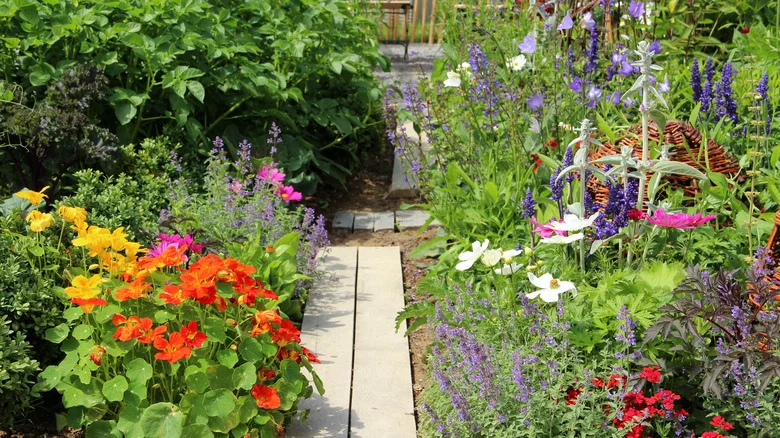 TikTok’s Wildflower Garden Has Viewers Divided. Here’s Why