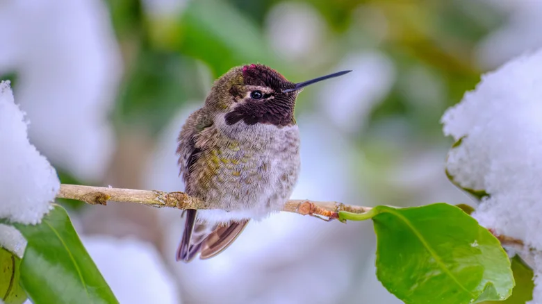 Tips And Tricks For Attracting Hummingbirds To Your Yard During Winter