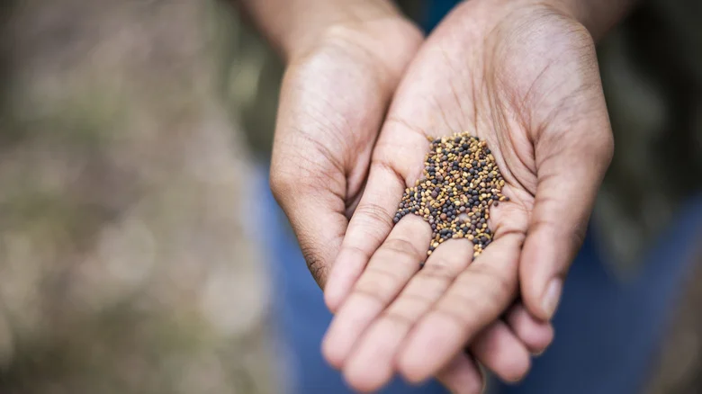 Tips And Tricks For Winter Seed Sowing