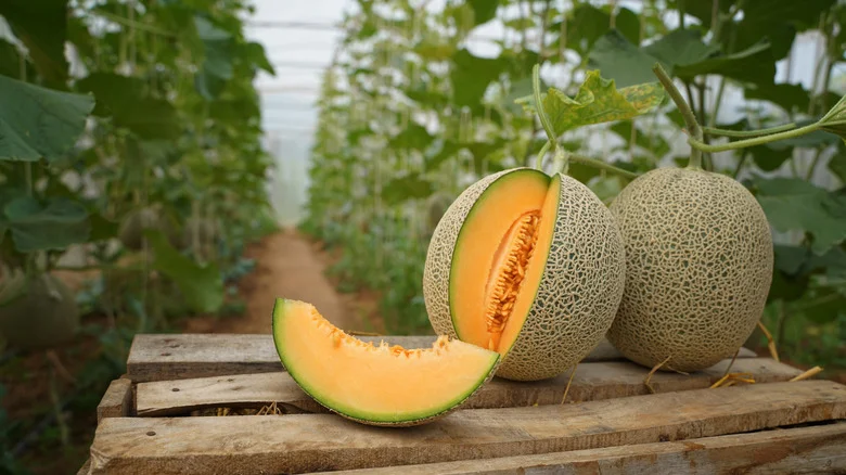Tips And Tricks To Grow Juicy Cantaloupe From Seeds In Your Garden