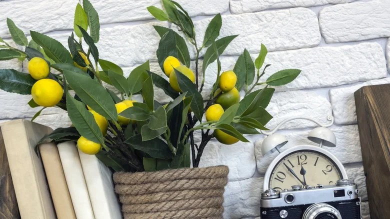 Tips And Tricks To Keep Your Potted Citrus Trees Thriving Over The Years
