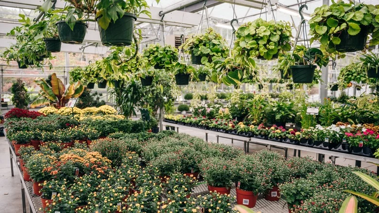Tips For Buying The Best Perennial Flowers At End Of Season Clearance Sales