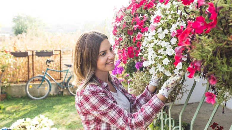 Tips For Caring For Your Petunias If Temperatures Dip