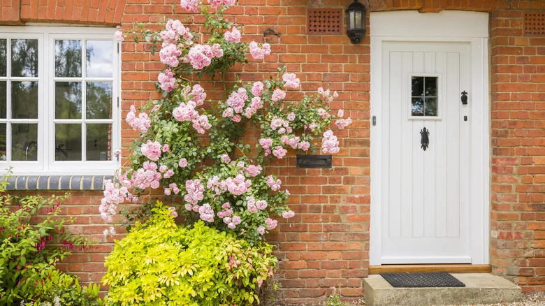 Tips For Growing Climbing Roses For Gorgeous Towering Blooms