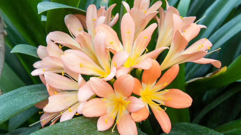 Tips For Growing Clivia Plants (And Why Pet Owners Should Avoid It)