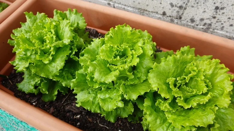 Tips For Growing Crispy Lettuce In Containers All Summer Long
