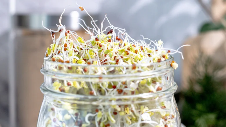 Tips For Growing Healthy Broccoli Sprouts & Common Mistakes To Avoid