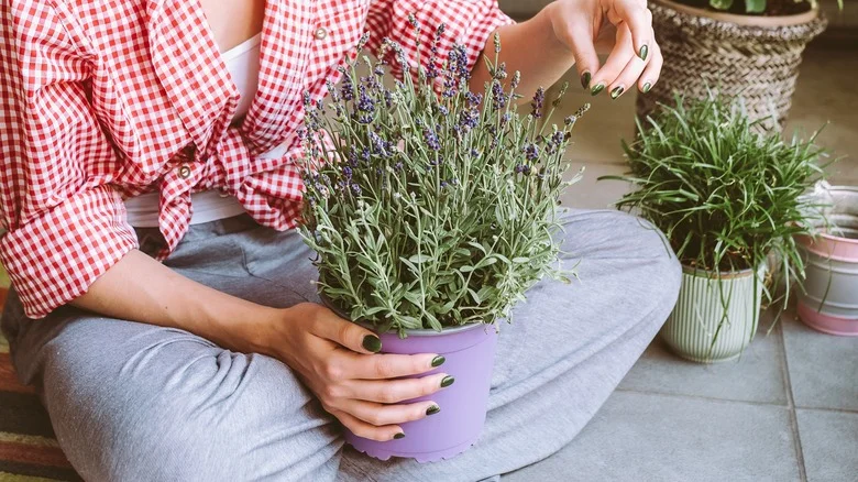 Tips For Growing Luscious Lavender Indoors As A Houseplant