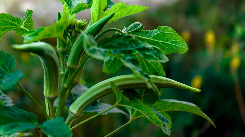 Tips For Growing Tasty Okra In The Garden
