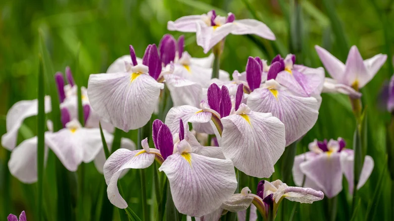 Tips For Harvesting Iris Seeds To Plant And Grow For New Blooms