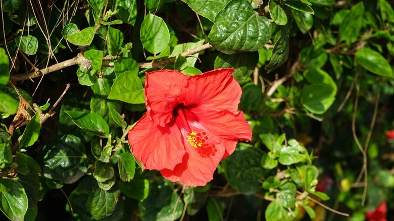 Tips For Keeping Your Hardy & Tropical Hibiscus Plants Thriving Through Winter