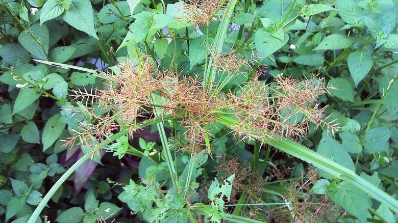 Tips For Killing Nutsedge (And The Biggest Mistakes To Avoid)