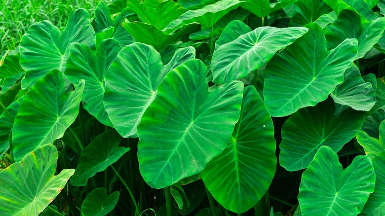 Tips For Overwintering And Protecting Elephant Ear Bulbs
