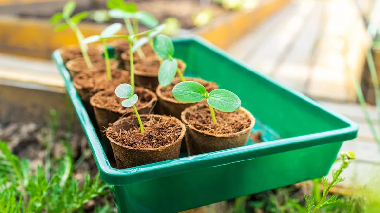 Tips For Preventing Toilet Paper Tubes From Molding When Growing Seeds