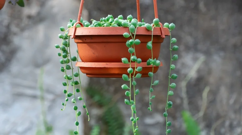 Tips For Propagating Your String Of Pearls Plant Like A Pro