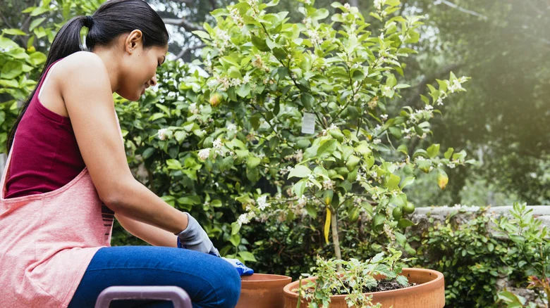 Tips For Transplanting Fruit Trees In Late Summer, From Our Orchardist