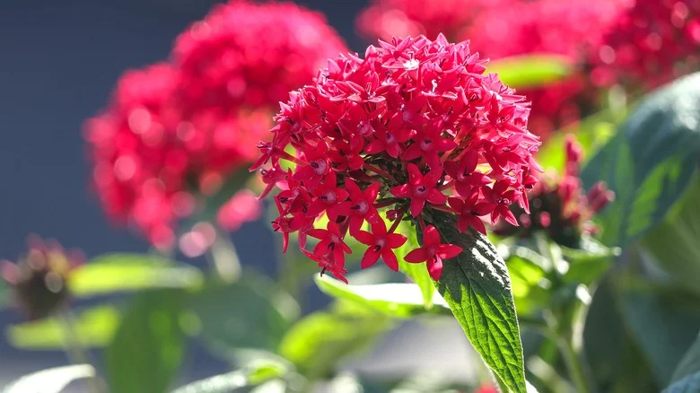 Tips To Create Long-Lasting Blooms On Pentas Flowers