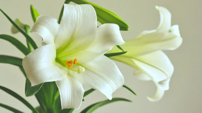 Tips To Ensure Thriving Easter Lilies Long After The Holiday