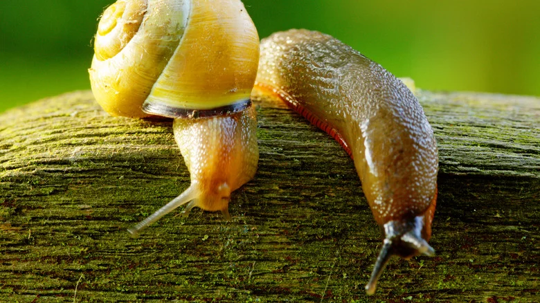 Tips To Eradicate Snails And Slugs That Are Feasting On Your Petunias