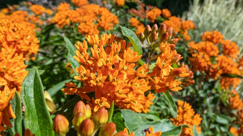 Tips To Get Rid Of And Control Butterfly Weed That Has Taken Over Your Garden