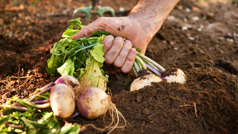 Tips To Keep Turnips Plentiful In Your Garden Through Winter