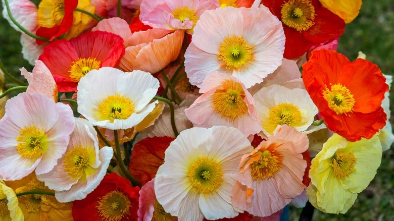 Tips & Tricks For Growing Poppies From Seed To Fill Your Yard With Blooms