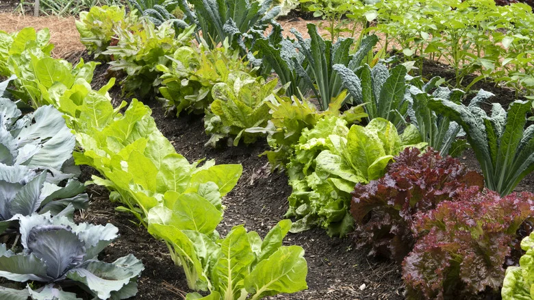 Tips & Tricks For Planting A Late Crop Of Lettuce Seeds In Summer