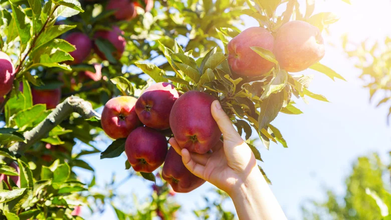 Tips & Tricks You Need To Help The Apple Trees In Your Yard Thrive