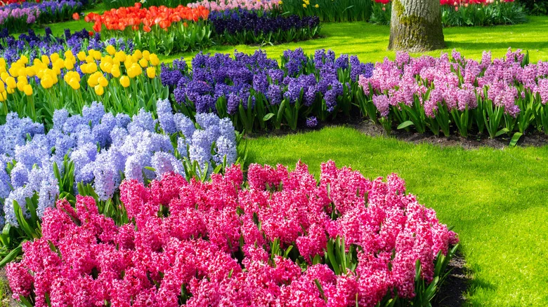 Tired Of Digging? There’s An Amazon Find That Makes Planting Bulbs Much Easier