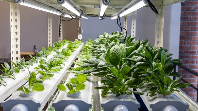 Top Things To Consider Before Starting An Indoor Garden