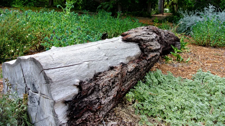 Transform A Log And Nursery Pots Into DIY Garden Decor That Look Straight Out Of A Fairytale