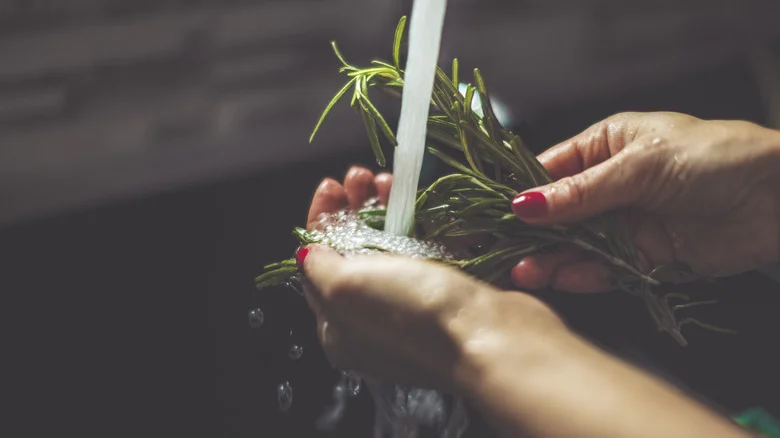 Transform Fresh Rosemary Into A Mosquito Repellent