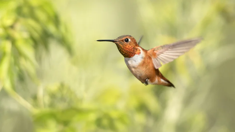 Transform Your Yard Into A Hummingbird Haven With This Flowering Plant