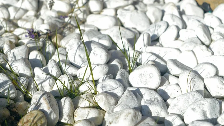 Tricks To Prevent Weeds From Growing In Your Gravel