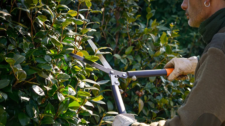 Trimming Your Hedges In April Is A Big Mistake – Your Local Birds Will Suffer For It