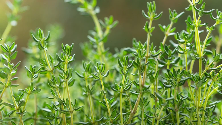 Try A Simple Propagation Technique To Fill Your Garden With More Fragrant Thyme