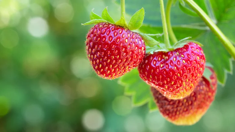 Try This Tip When Planting Strawberries For A Happier And Healthier Plant