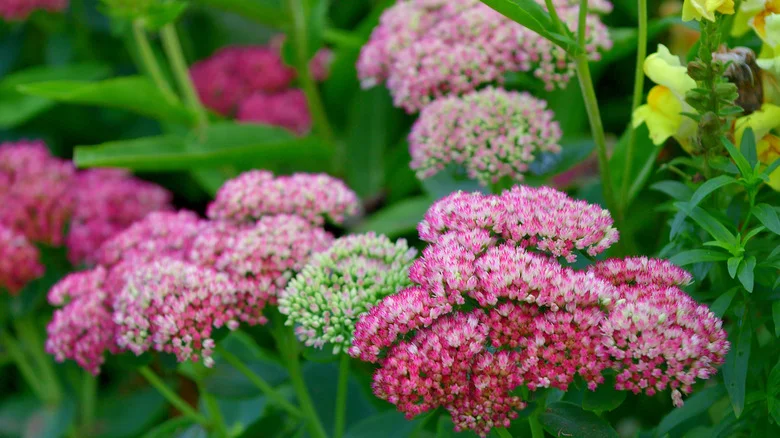 Try This Trick To Make Your Sedum Plants Fuller And Longer-Blooming