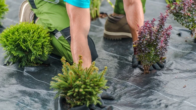 Trying To Control Weeds? Avoid One Landscaping Fabric Alternative At All Costs