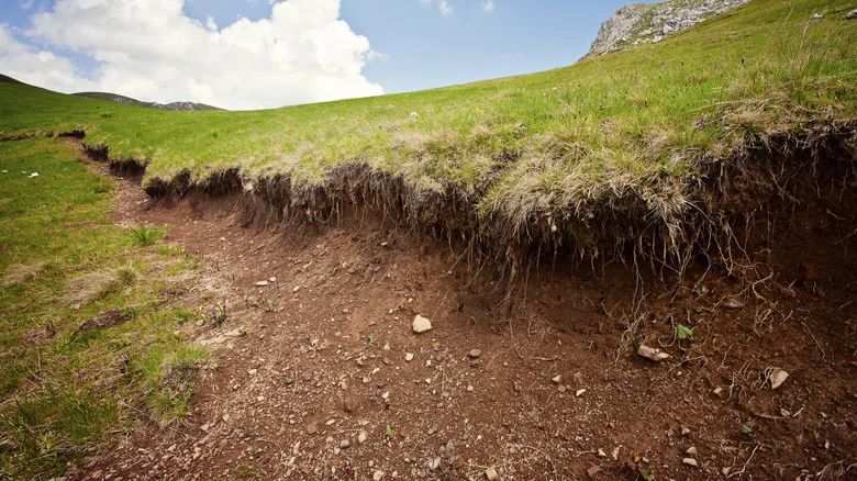Trying To Prevent Erosion On A Sloped Lawn? Avoid This TikTok Hack At All Costs