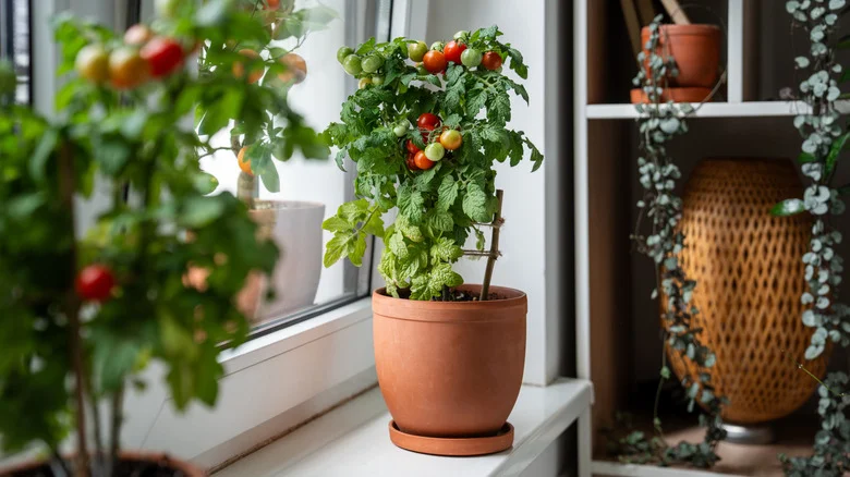 Turn A Common Kitchen Scrap Into Fertilizer & Watch Your Tomato Plants Flourish