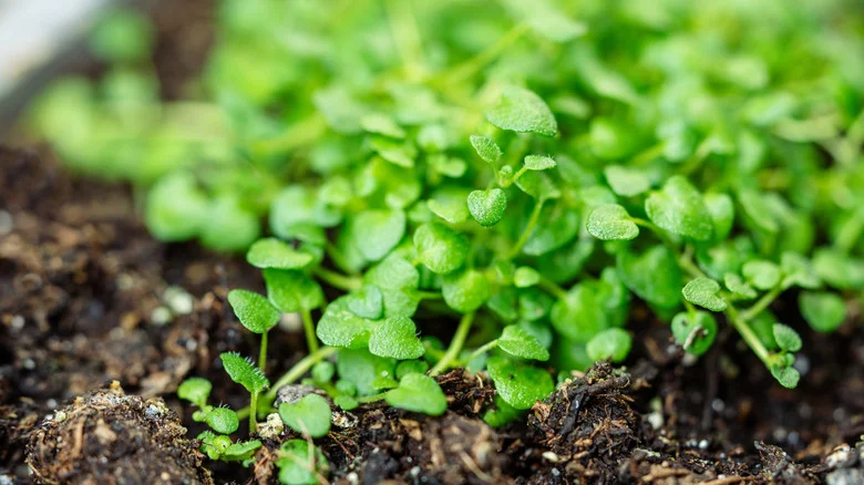 Turn A Crockpot Into The Perfect Mini Garden Solution