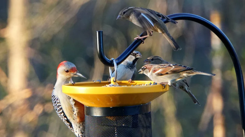 Turn A Few Dollar Tree Items Into An Upcycled Bird Feeder And Bath Combo