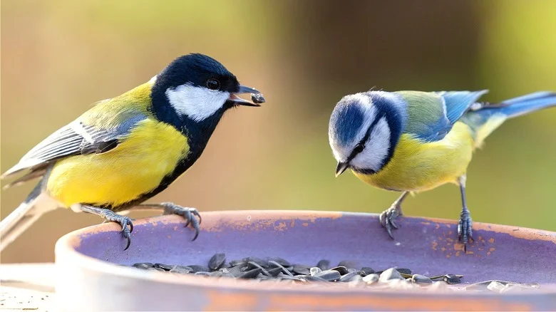 Turn A Regular Water Bottle Into A DIY Mushroom Themed Bird Feeder
