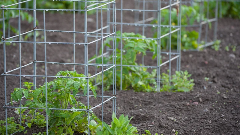Turn A Tomato Cage Into A Mini Greenhouse To Protect Spring Plants