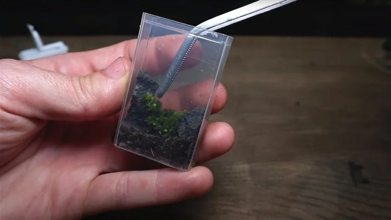 Turn An Empty Tic Tac Container Into A Mini Terrarium With This Creative DIY