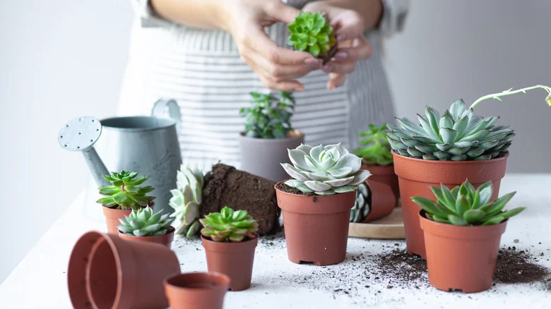 Turn An Old Bird Bath Into An Upcycled Succulent Garden