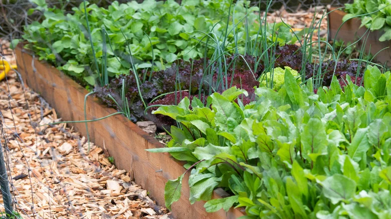 Turn An Old Drawer Into Scrap Material For A DIY Garden Bed